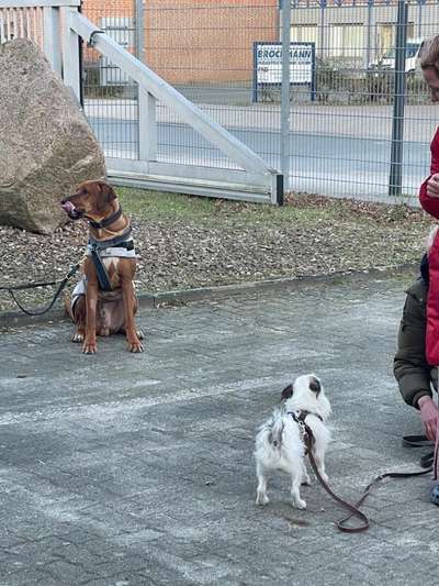 Rhodesian Ridgeback-Beitrag-Bild