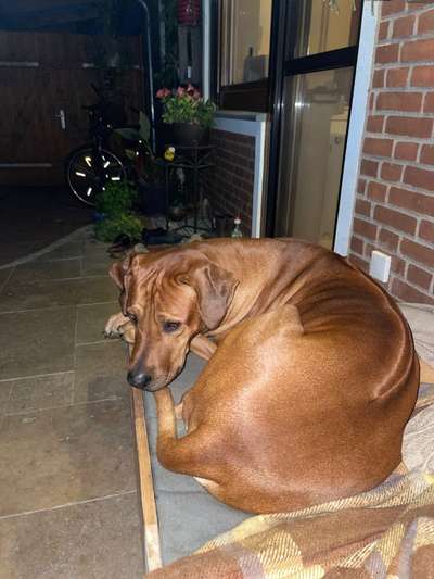 Rhodesian Ridgeback-Beitrag-Bild