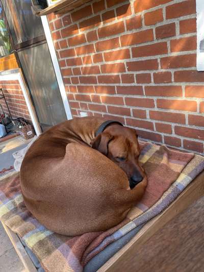 Rhodesian Ridgeback-Beitrag-Bild