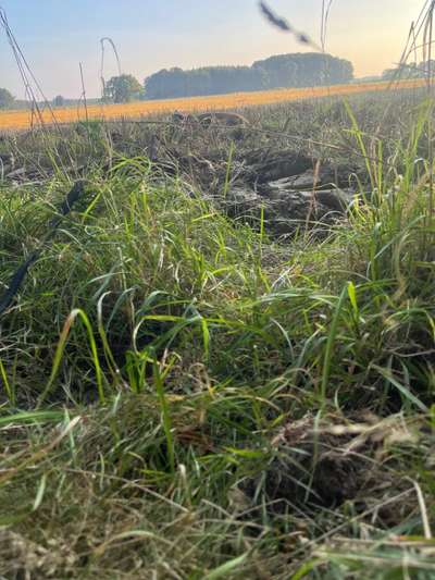 Rhodesian Ridgeback-Beitrag-Bild