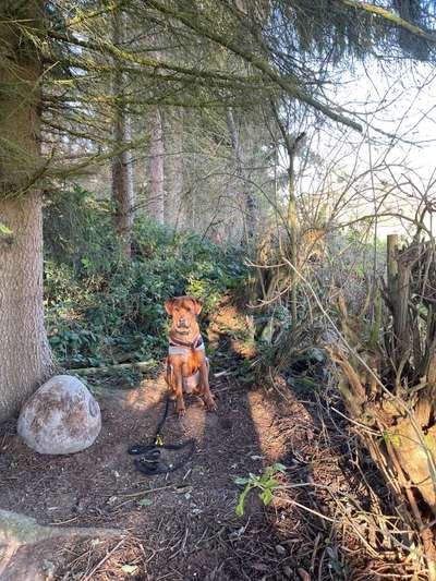 Rhodesian Ridgeback-Beitrag-Bild