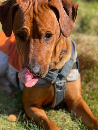 Rhodesian Ridgeback-Beitrag-Bild