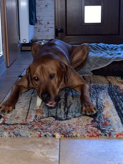 Rhodesian Ridgeback-Beitrag-Bild