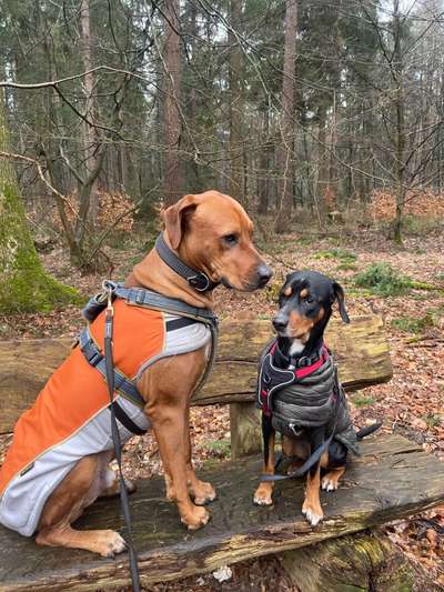Rhodesian Ridgeback-Beitrag-Bild