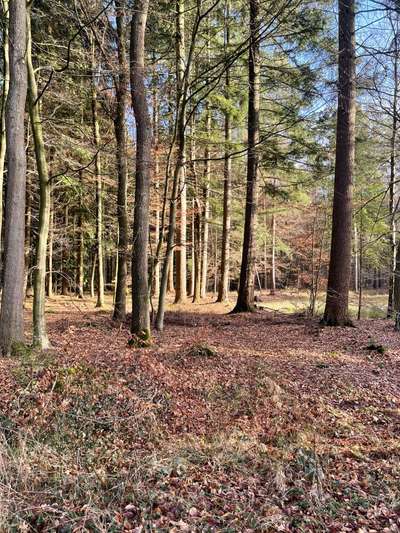 Rhodesian Ridgeback-Beitrag-Bild