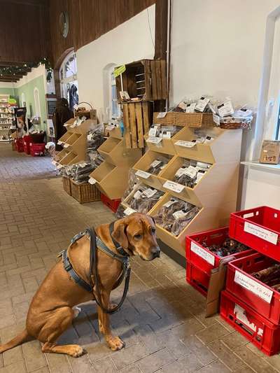 Rhodesian Ridgeback-Beitrag-Bild