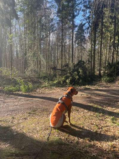 Rhodesian Ridgeback-Beitrag-Bild