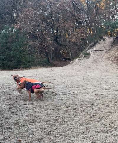 Rhodesian Ridgeback-Beitrag-Bild