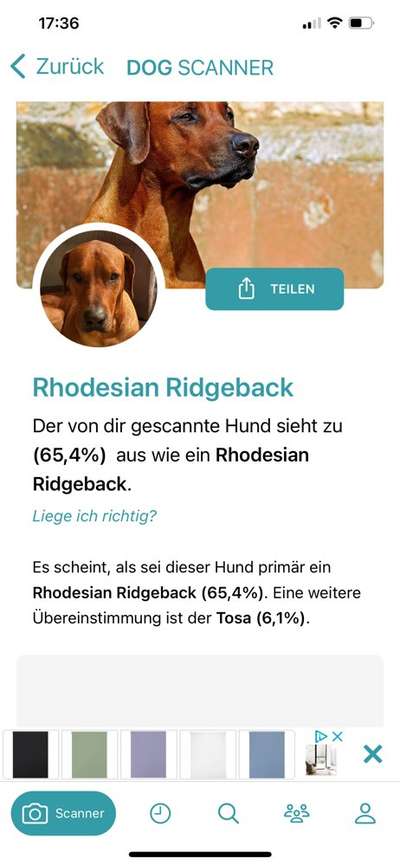 Rhodesian Ridgeback-Beitrag-Bild
