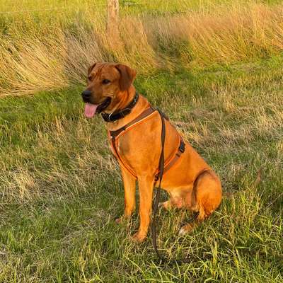 Hundetreffen-Ridgeback Freunde für Gassirunden-Bild