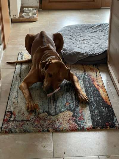 Rhodesian Ridgeback-Beitrag-Bild