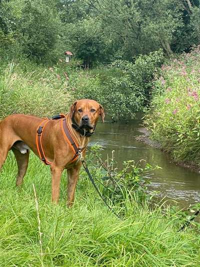Rhodesian Ridgeback-Beitrag-Bild
