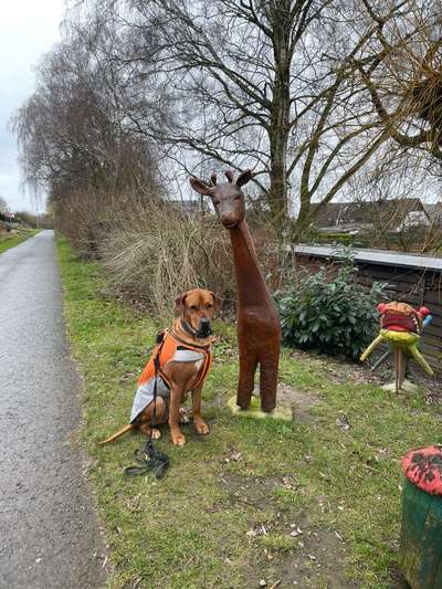 Rhodesian Ridgeback-Beitrag-Bild