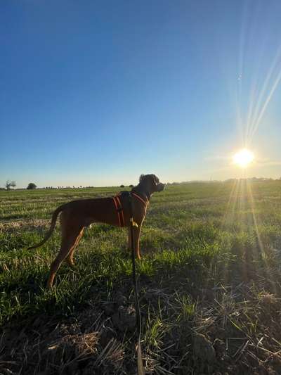 Rhodesian Ridgeback-Beitrag-Bild