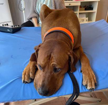 Rhodesian Ridgeback-Beitrag-Bild