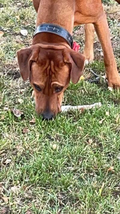 Rhodesian Ridgeback-Beitrag-Bild