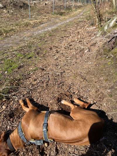Rhodesian Ridgeback-Beitrag-Bild