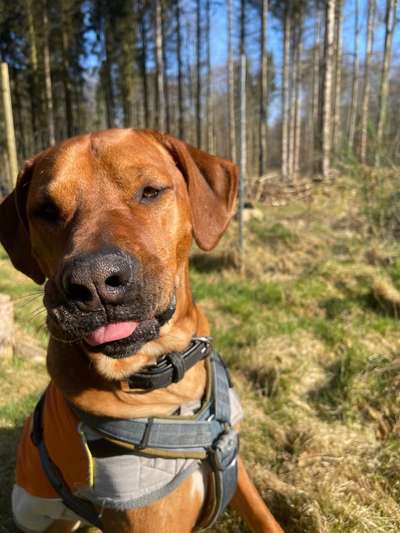 Rhodesian Ridgeback-Beitrag-Bild