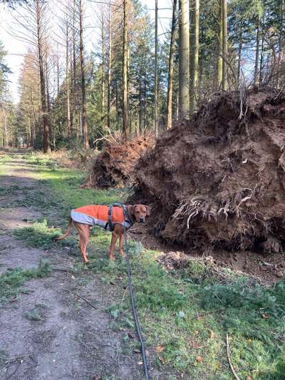 Rhodesian Ridgeback-Beitrag-Bild