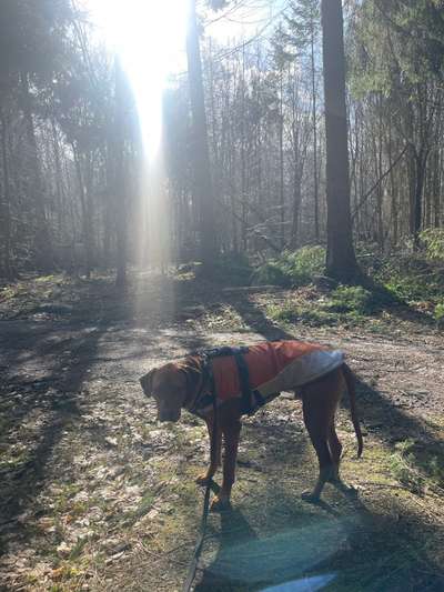 Rhodesian Ridgeback-Beitrag-Bild