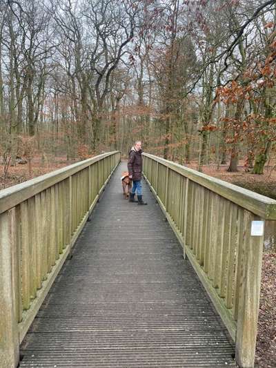 Rhodesian Ridgeback-Beitrag-Bild