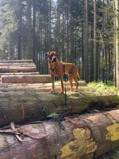 Rhodesian Ridgeback-Beitrag-Bild