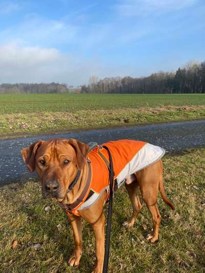 Rhodesian Ridgeback-Beitrag-Bild