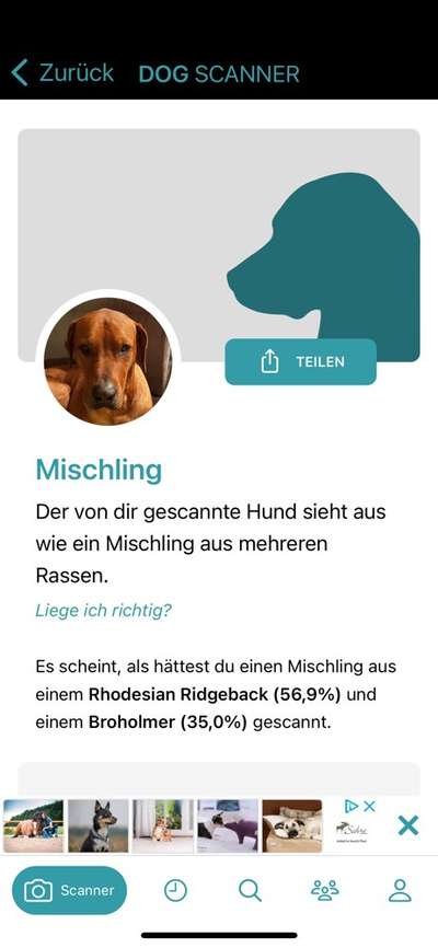 Rhodesian Ridgeback-Beitrag-Bild