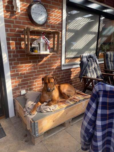 Rhodesian Ridgeback-Beitrag-Bild