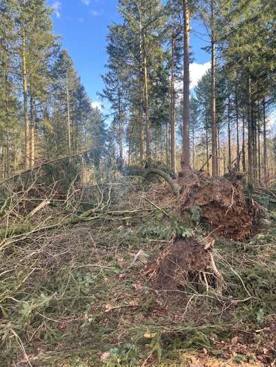 Rhodesian Ridgeback-Beitrag-Bild