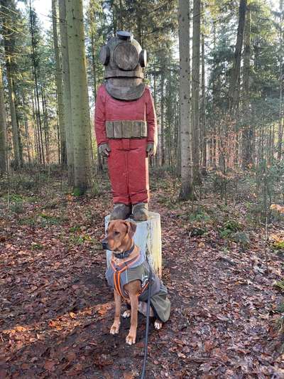 Rhodesian Ridgeback-Beitrag-Bild