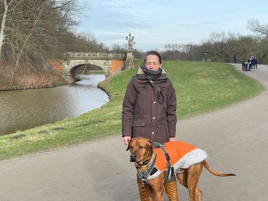 Rhodesian Ridgeback-Beitrag-Bild