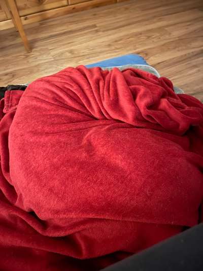 Rhodesian Ridgeback-Beitrag-Bild