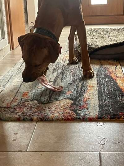 Rhodesian Ridgeback-Beitrag-Bild