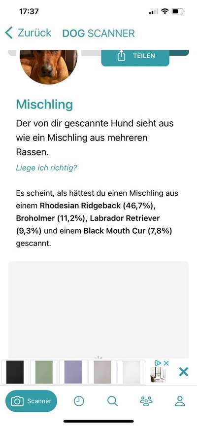 Rhodesian Ridgeback-Beitrag-Bild