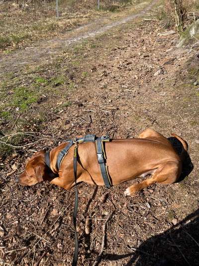 Rhodesian Ridgeback-Beitrag-Bild