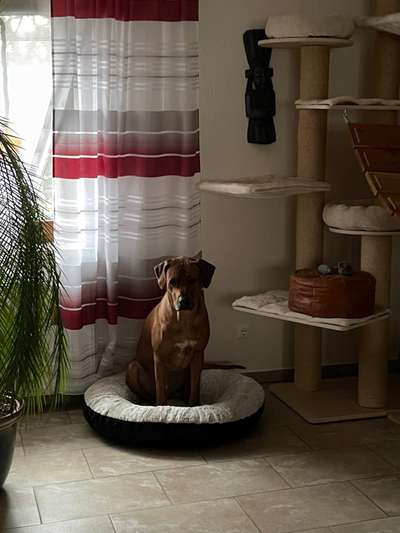 Rhodesian Ridgeback-Beitrag-Bild