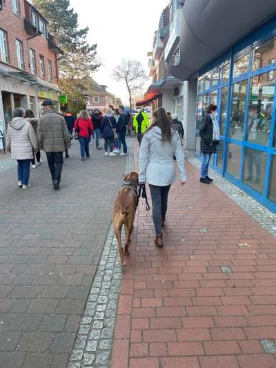 Rhodesian Ridgeback-Beitrag-Bild