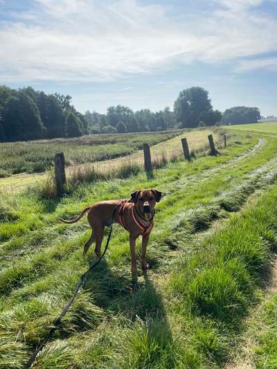 Rhodesian Ridgeback-Beitrag-Bild