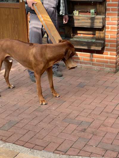 Rhodesian Ridgeback-Beitrag-Bild