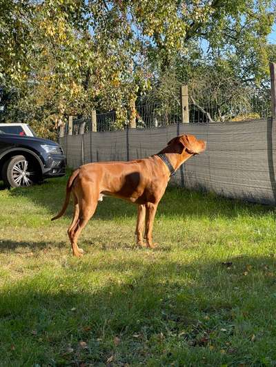 Rhodesian Ridgeback-Beitrag-Bild