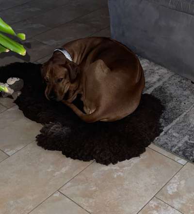 Rhodesian Ridgeback-Beitrag-Bild