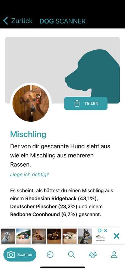 Rhodesian Ridgeback-Beitrag-Bild