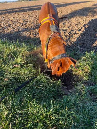 Rhodesian Ridgeback-Beitrag-Bild