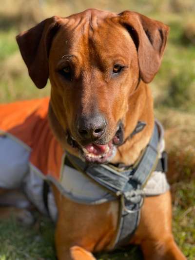 Rhodesian Ridgeback-Beitrag-Bild