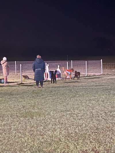 Rhodesian Ridgeback-Beitrag-Bild