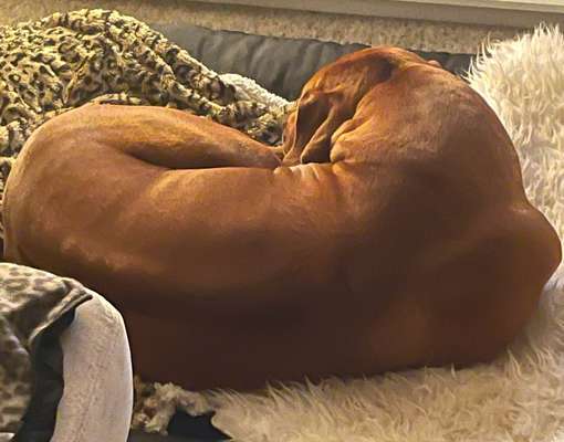 Rhodesian Ridgeback-Beitrag-Bild