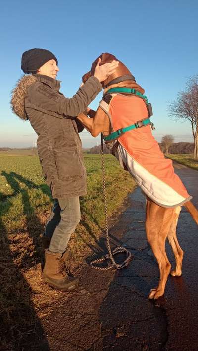 Rhodesian Ridgeback-Beitrag-Bild