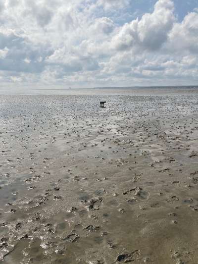 Urlaub an der Nordsee-Beitrag-Bild