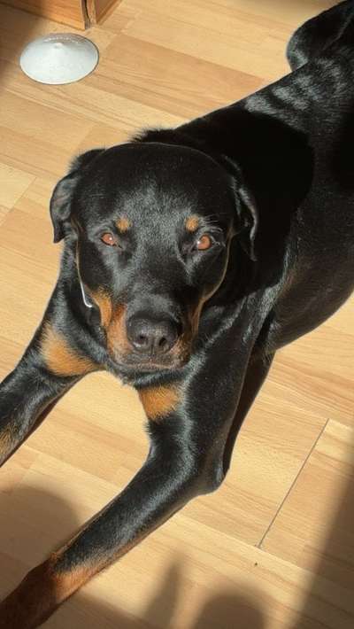 Hundetreffen-Spieletreff-Bild
